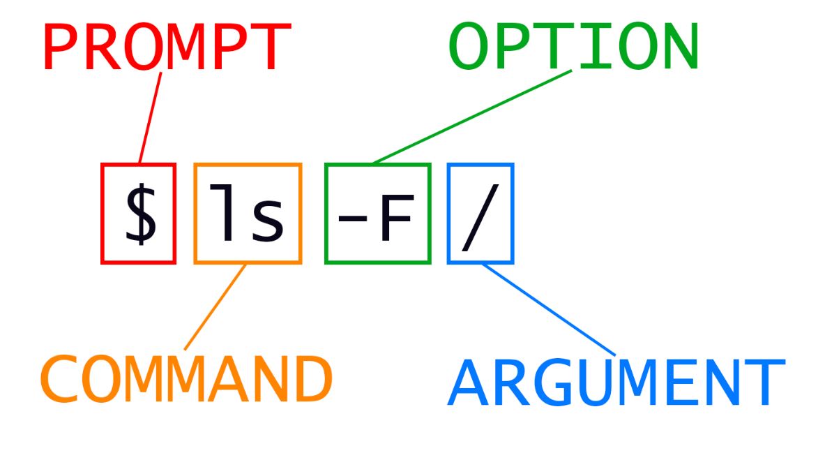 A diagram of a Bash command with flags and an argument